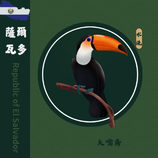 薩爾瓦多 大嘴鳥